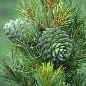 Cedarwood Serenity