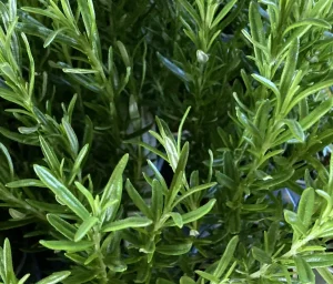 Rosemary Brilliance