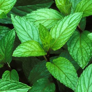 Peppermint Power